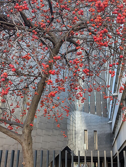 Bibliothèque municipale de Lyon